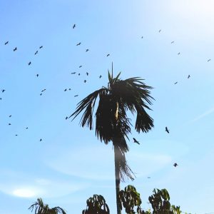 Inventory and survey of Vac bird garden in Tan My commune, Tra On district, Vinh Long province